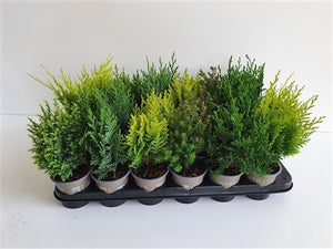 Mixed Conifers – 9cm Pot, Approx. 20cm High