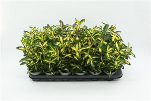 Japanese Spindle Tree ‘Gold Queen’ – 9cm Pot