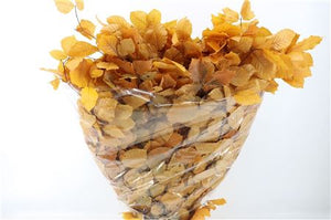 Preserved Yellow Beech Branches – 10-Stem Bunch