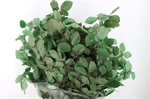 Green Beech Foliage Bunch – Approx. 85–90cm Stems