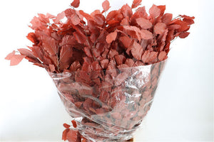 Preserved Brown Beech Foliage – 10 Stems