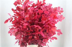 Lilac Preserved Beech Foliage Bunch – 10 Stems