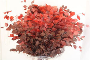 Dark Red Beech Foliage Bunch – 85–90cm Stems