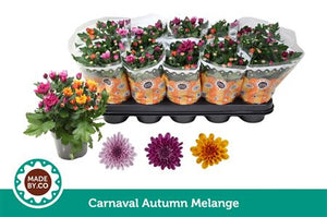 Golden Chrysanthemum (Chrysanthemum indicum) – 12cm Pot
