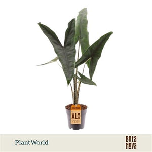Alocasia Tigrina Superba – 14cm Pot, 60cm High