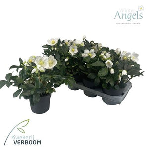 Hellebore ‘Niger’ – 13cm Pot, Approx. 25cm High