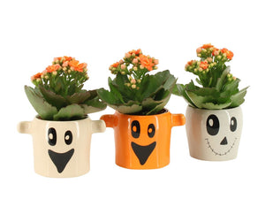 Double Kalanchoe Flowering Houseplant – 6cm Pot