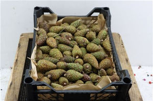 Natural Pine Cones – Brown Decorative Collection
