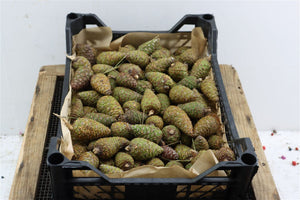 Natural Pine Cones – Brown Decorative Collection