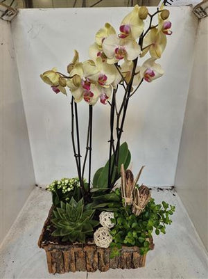 Orchid Arrangement – 30cm Wooden Pot