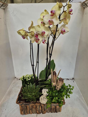 Orchid Arrangement – 30cm Wooden Pot