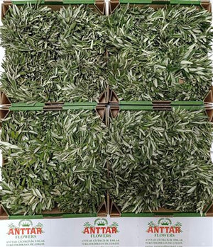 Mixed Olive Wreath – 20cm