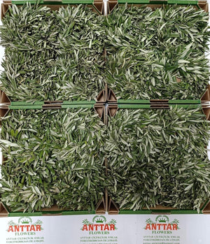 Mixed Colour Olive Wreath – 20cm