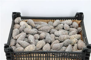 Natural Mini Pine Cones – 5cm