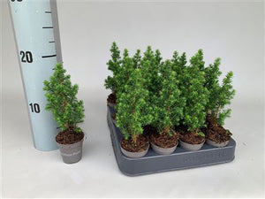 Chamaecyparis ‘Excellent Point’ – 5.5cm Pot