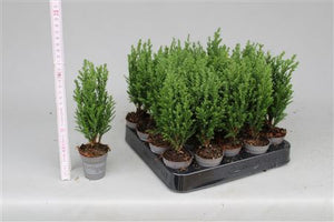 Ellwoodii Lawson Cypress (Chamaecyparis) – 5.5cm Pot