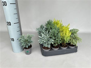 Chamaecyparis Woody World – 5.5cm Pot