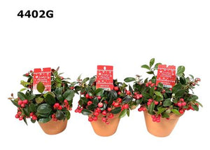Wintergreen Gaultheria procumbens – 12cm Terracotta Pot