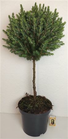 Perfecta Dwarf Alberta Spruce (Picea glauca) – 19cm Pot