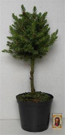 Dwarf Alberta Spruce (Picea glauca ‘Conica’) – 15cm Pot