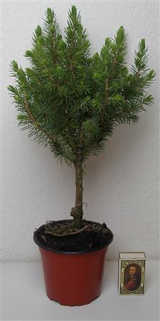 Dwarf Alberta Spruce (Picea glauca ‘Conica’) – 11cm Pot