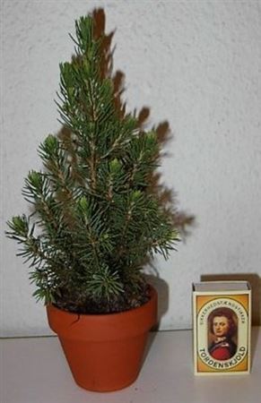Picea glauca ‘Perfecta’ – 7cm Pot, 25cm High