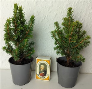 Perfecta White Spruce (Picea glauca) – 6cm Pot