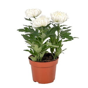 Bronze Chrysanthemum (Chrysanthemum indicum) – 12cm Pot