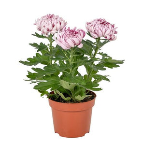 Bronze Chrysanthemum (Chrysanthemum indicum) – 12cm Pot