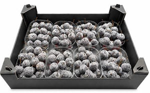 Black Wax Apple Decorative Branches – 8 Stems
