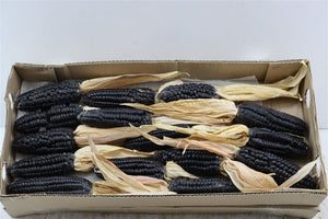 Black Ornamental Corn Foliage (Zea mays)