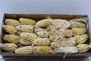 White Zea Mays Ornamental Grass