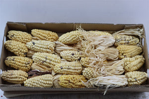 White Zea Mays Ornamental Grass