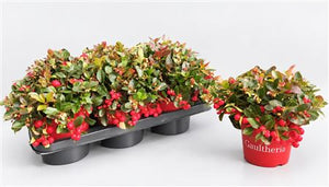 Gaultheria Wintergreen Plant – 17cm Pot