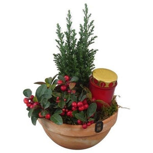 All Saints Terracotta Plant Arrangement – 19cm Pot