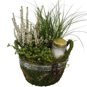 All Saints Moss Basket Arrangement – 21cm Pot