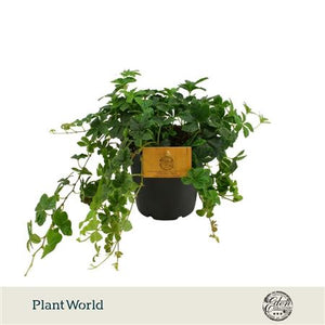 Parthenocissus striata – 12cm Pot