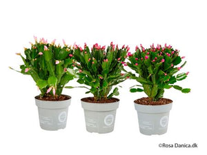 Christmas Cactus (Schlumbergera) – 14cm Pot