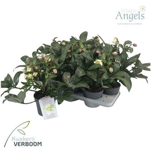 Pink Hellebore (Helleborus) – 15cm Pot