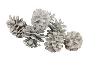 White-Washed Pine Cones – 10kg