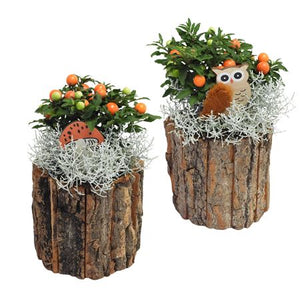 Autumn Arrangement in Decorative Wooden Pot – 14cm