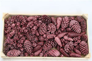 Burgundy Pinecone Mix Dried Flowers