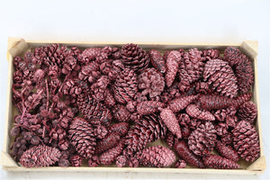 Burgundy Pinecone Mix Dried Flowers