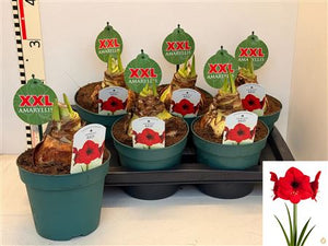 Red Amaryllis (Hippeastrum) – 17cm Pot