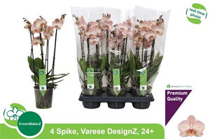 Phalaenopsis Orchid – 4-Stem, 12cm Pot, 50cm