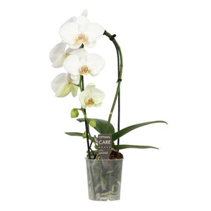 White Phalaenopsis Orchid – 9cm Pot, 50cm Tall