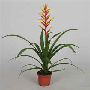 Guzmania Plant (Guzmania dissitiflora) – 9cm Pot