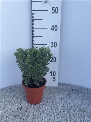Euonymus japonicus 'Microphylla Alba' – 13cm Pot