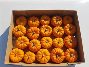 Orange Jack Be Little Ornamental Pumpkin