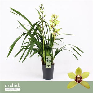 Cymbidium Summer Pearl ‘Suzy’ Orchid – 14cm Pot